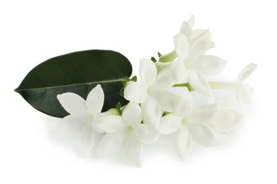 Photo of Beautiful aromatic jasmine flowers and leaf isolated on white