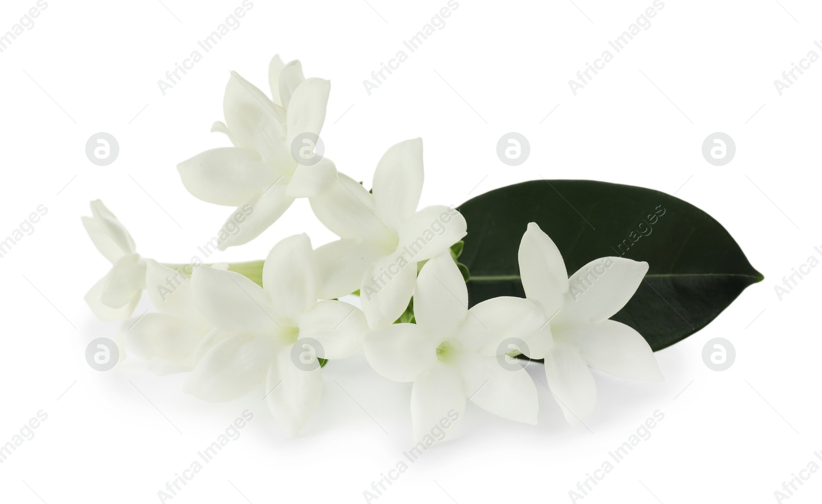Beautiful aromatic jasmine flowers and leaf isolated on white Photo of Beautiful aromatic jasmine flowers and leaf isolated on white