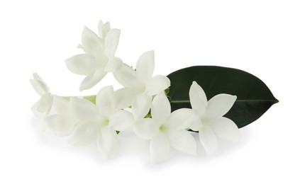 Photo of Beautiful aromatic jasmine flowers and leaf isolated on white