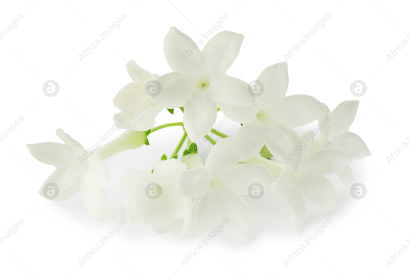Beautiful aromatic jasmine flowers isolated on white Photo of Beautiful aromatic jasmine flowers isolated on white