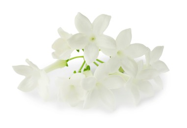 Photo of Beautiful aromatic jasmine flowers isolated on white