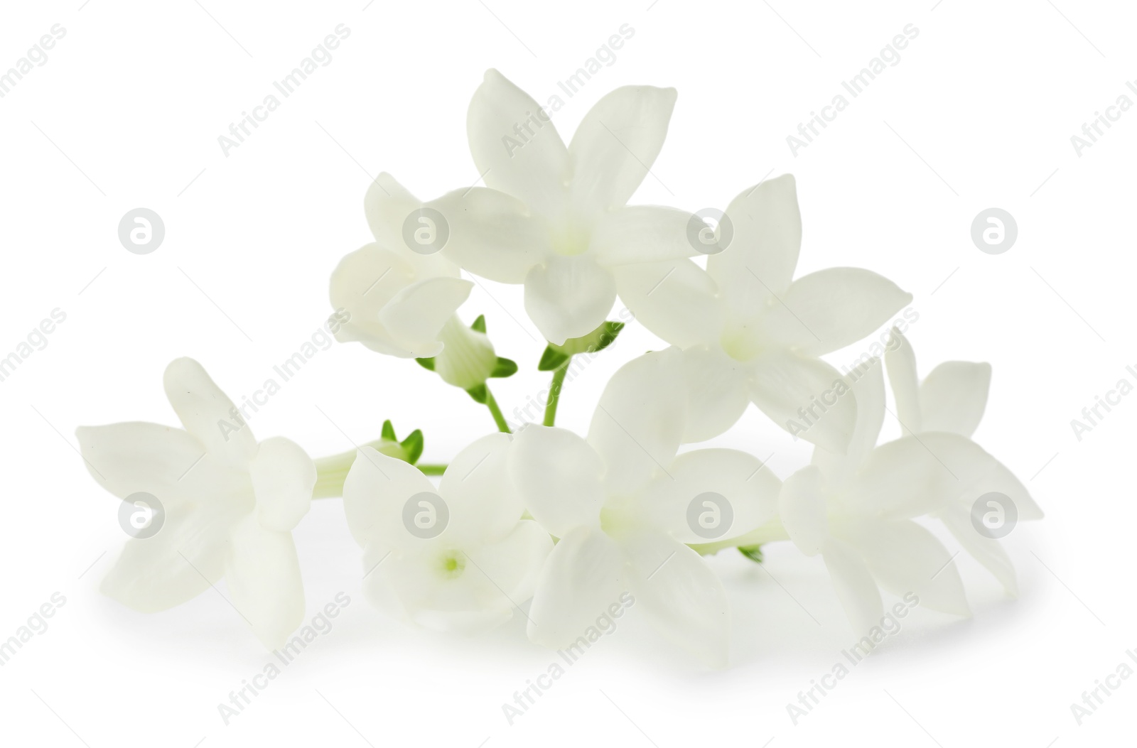 Beautiful aromatic jasmine flowers isolated on white Photo of Beautiful aromatic jasmine flowers isolated on white