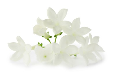 Photo of Beautiful aromatic jasmine flowers isolated on white
