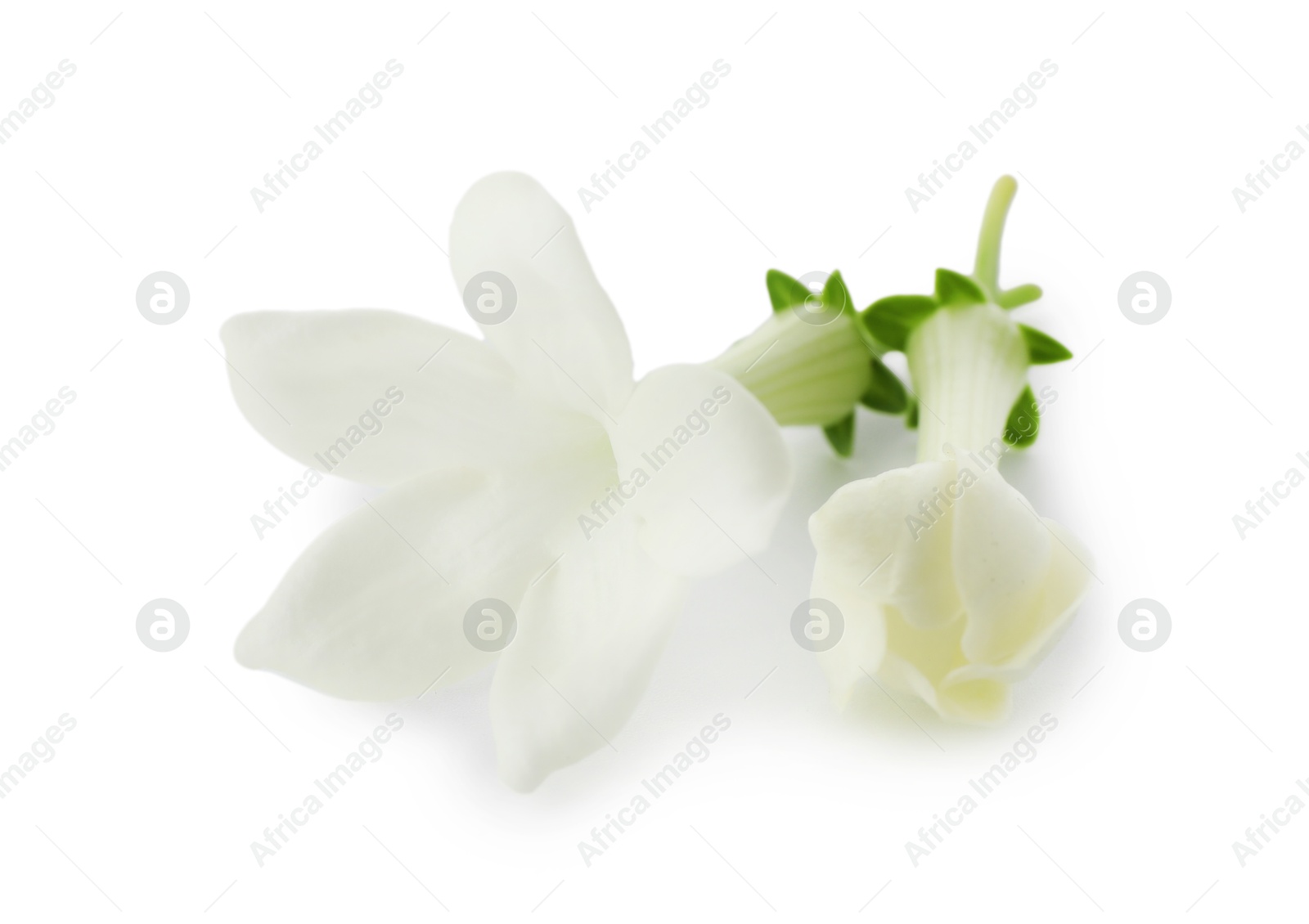 Beautiful aromatic jasmine flowers isolated on white Photo of Beautiful aromatic jasmine flowers isolated on white