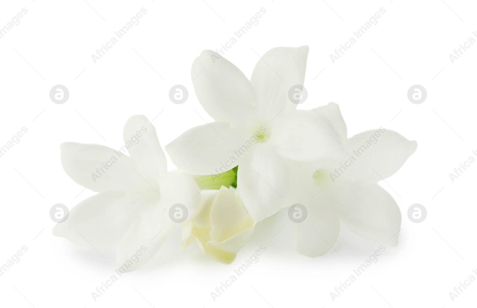 Beautiful aromatic jasmine flowers isolated on white Photo of Beautiful aromatic jasmine flowers isolated on white