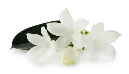 Photo of Beautiful aromatic jasmine flowers and leaf isolated on white
