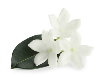 Photo of Beautiful aromatic jasmine flowers and leaf isolated on white