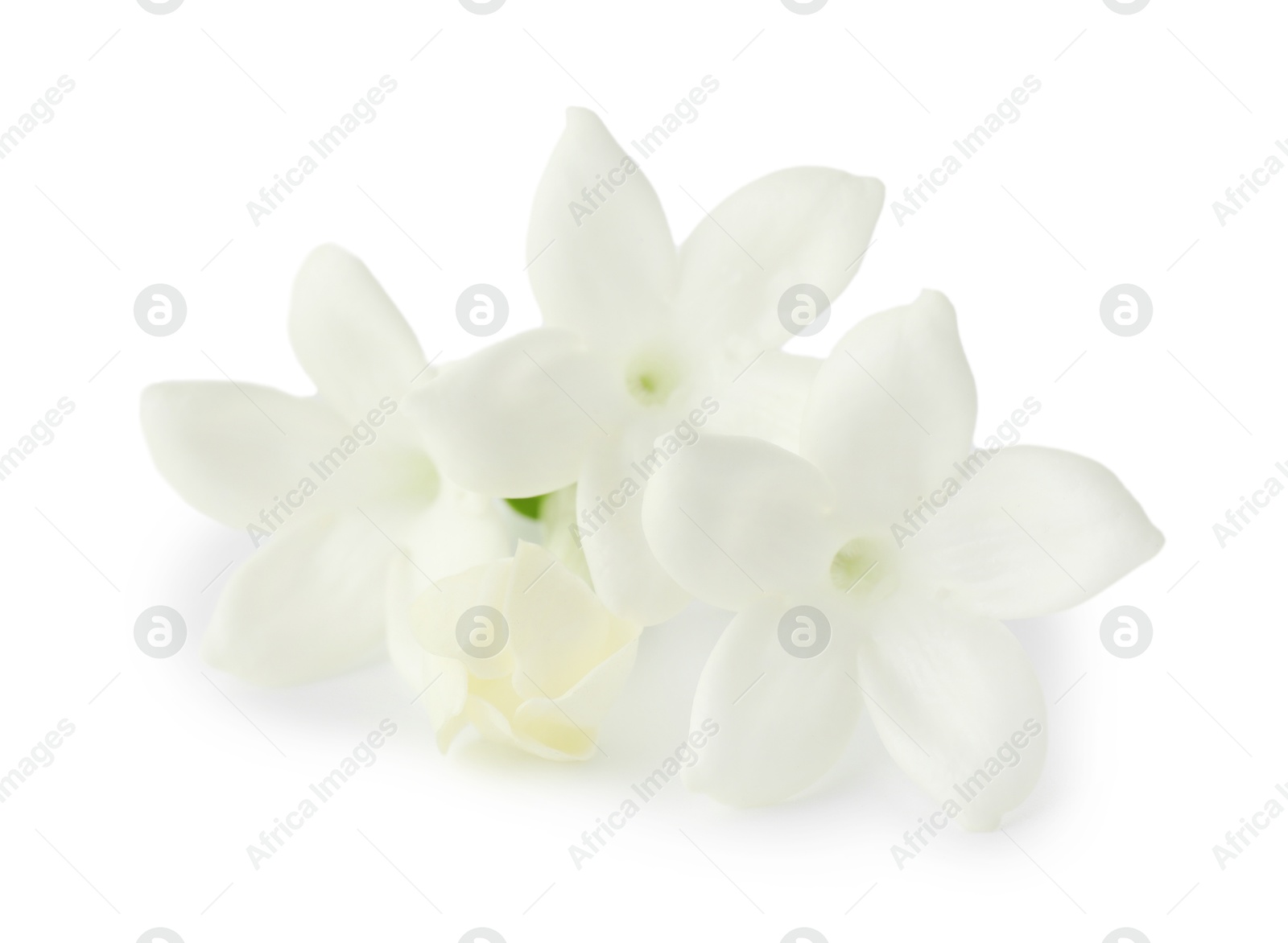 Beautiful aromatic jasmine flowers isolated on white Photo of Beautiful aromatic jasmine flowers isolated on white