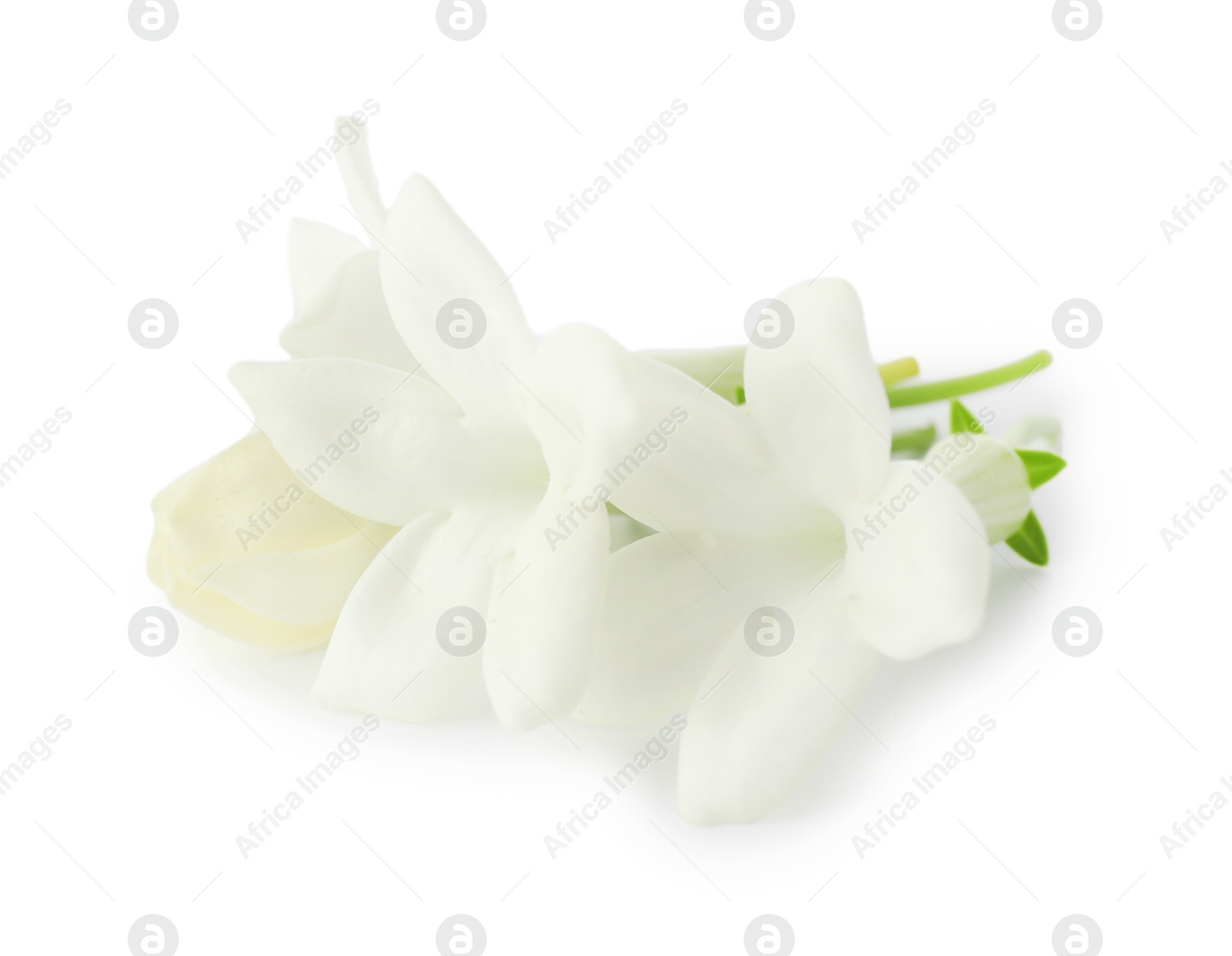 Beautiful aromatic jasmine flowers isolated on white Photo of Beautiful aromatic jasmine flowers isolated on white
