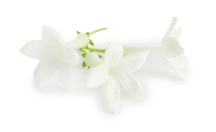 Photo of Beautiful aromatic jasmine flowers isolated on white