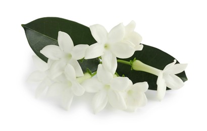 Photo of Beautiful aromatic jasmine flowers and leaves isolated on white