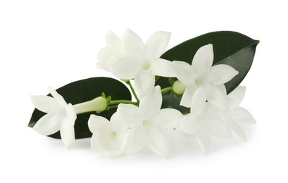 Photo of Beautiful aromatic jasmine flowers and leaves isolated on white