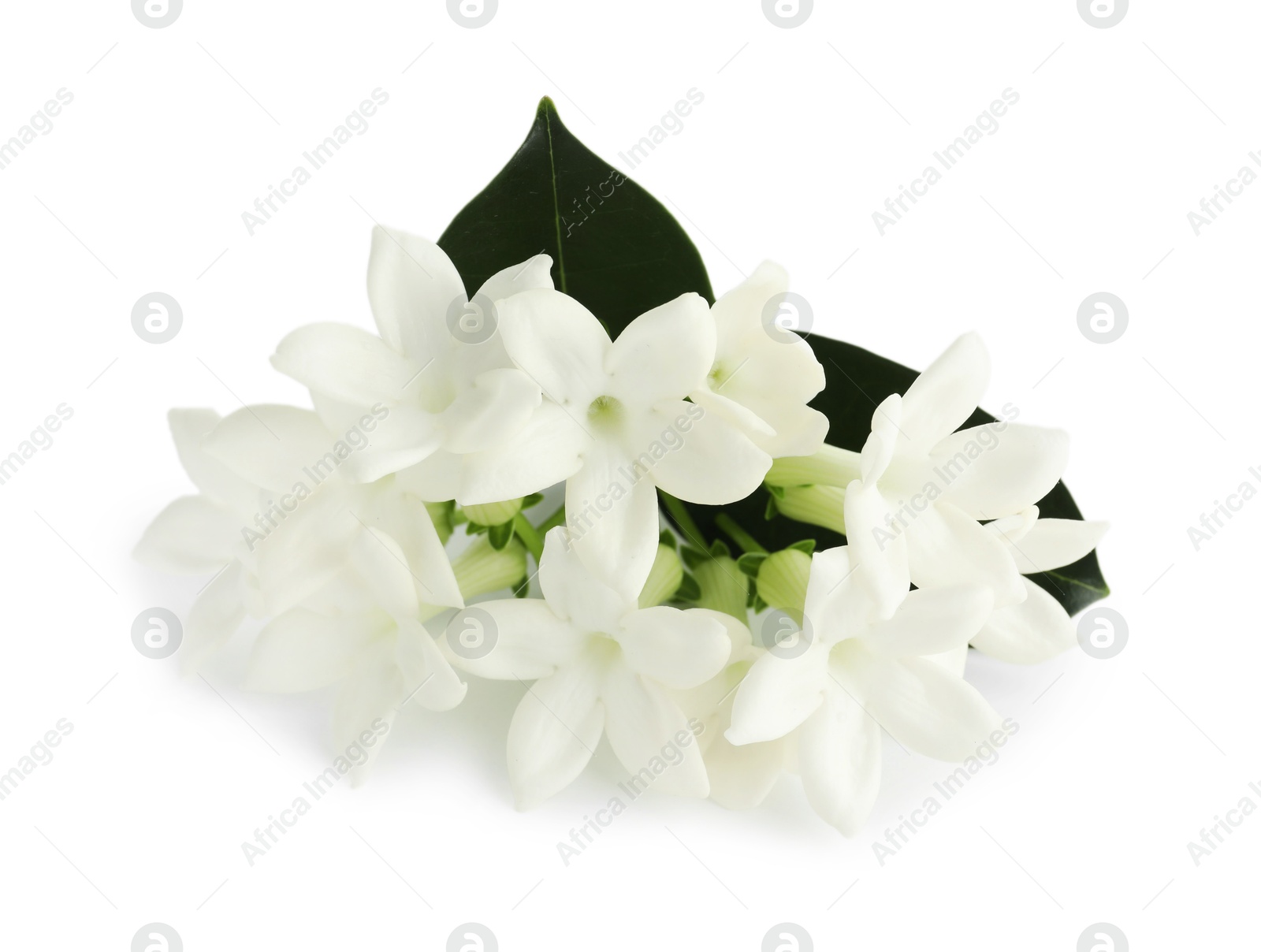 Beautiful aromatic jasmine flowers and leaves isolated on white Photo of Beautiful aromatic jasmine flowers and leaves isolated on white