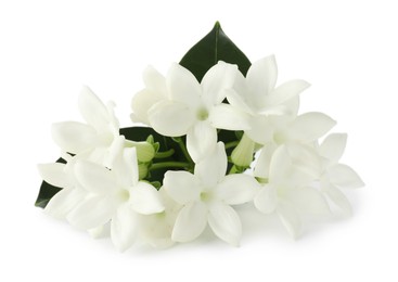 Photo of Beautiful aromatic jasmine flowers and leaves isolated on white