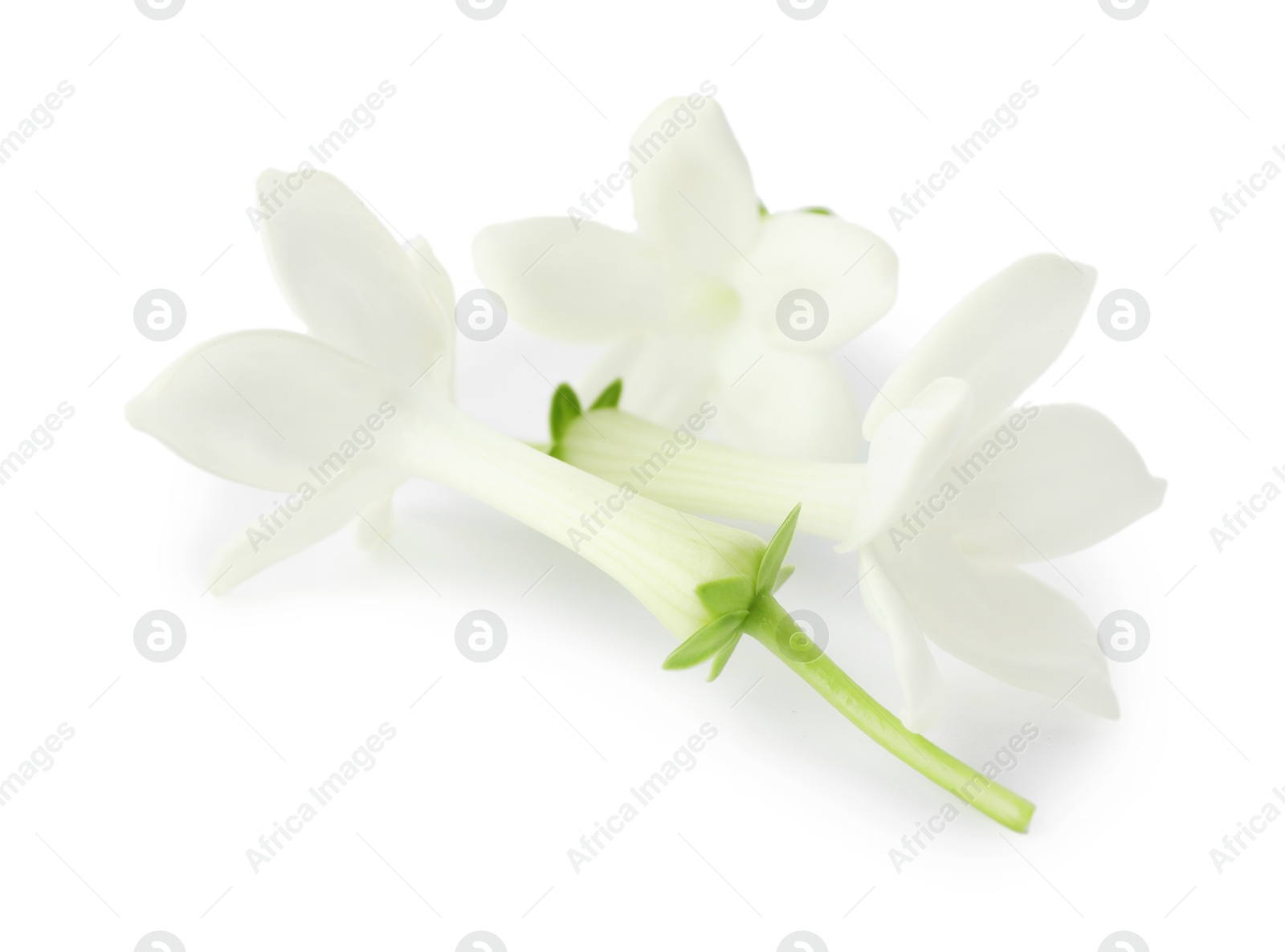 Beautiful aromatic jasmine flowers isolated on white Photo of Beautiful aromatic jasmine flowers isolated on white