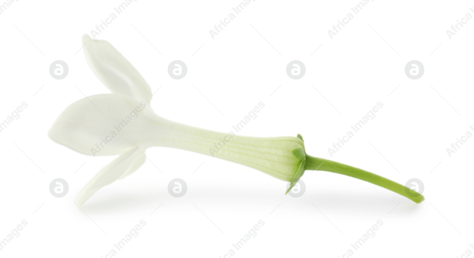 Beautiful aromatic jasmine flower isolated on white Photo of Beautiful aromatic jasmine flower isolated on white