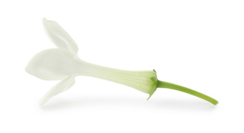 Photo of Beautiful aromatic jasmine flower isolated on white