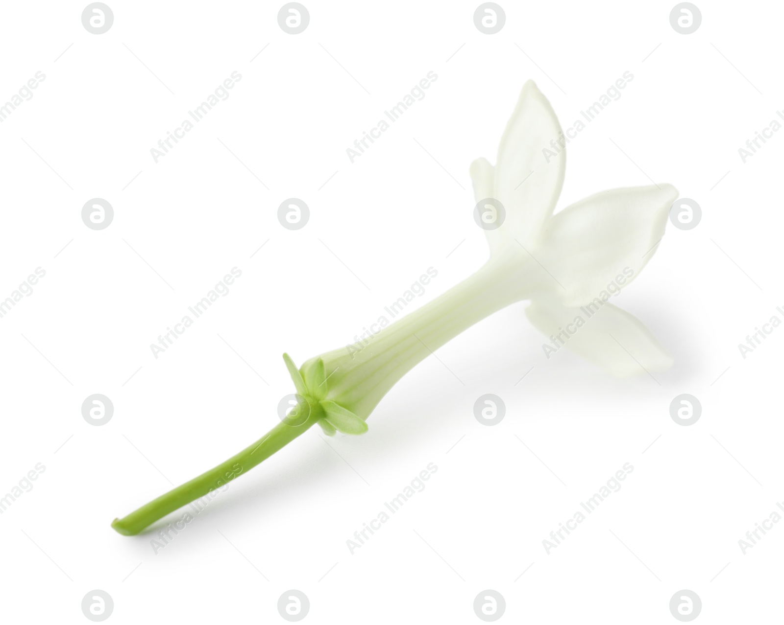 Beautiful aromatic jasmine flower isolated on white Photo of Beautiful aromatic jasmine flower isolated on white