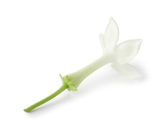 Photo of Beautiful aromatic jasmine flower isolated on white