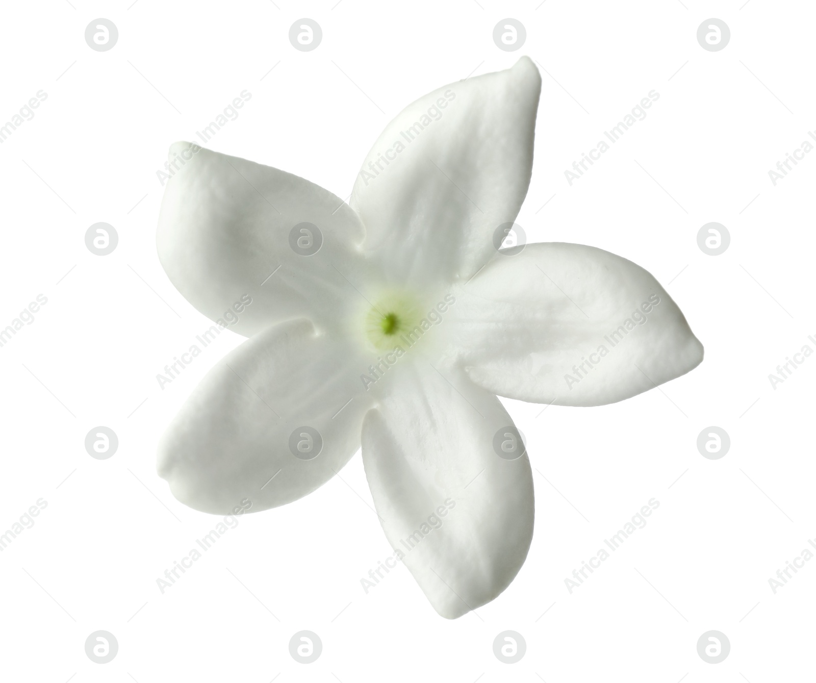 Beautiful aromatic jasmine flower isolated on white Photo of Beautiful aromatic jasmine flower isolated on white