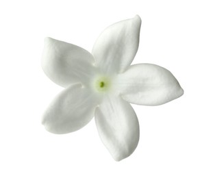 Photo of Beautiful aromatic jasmine flower isolated on white