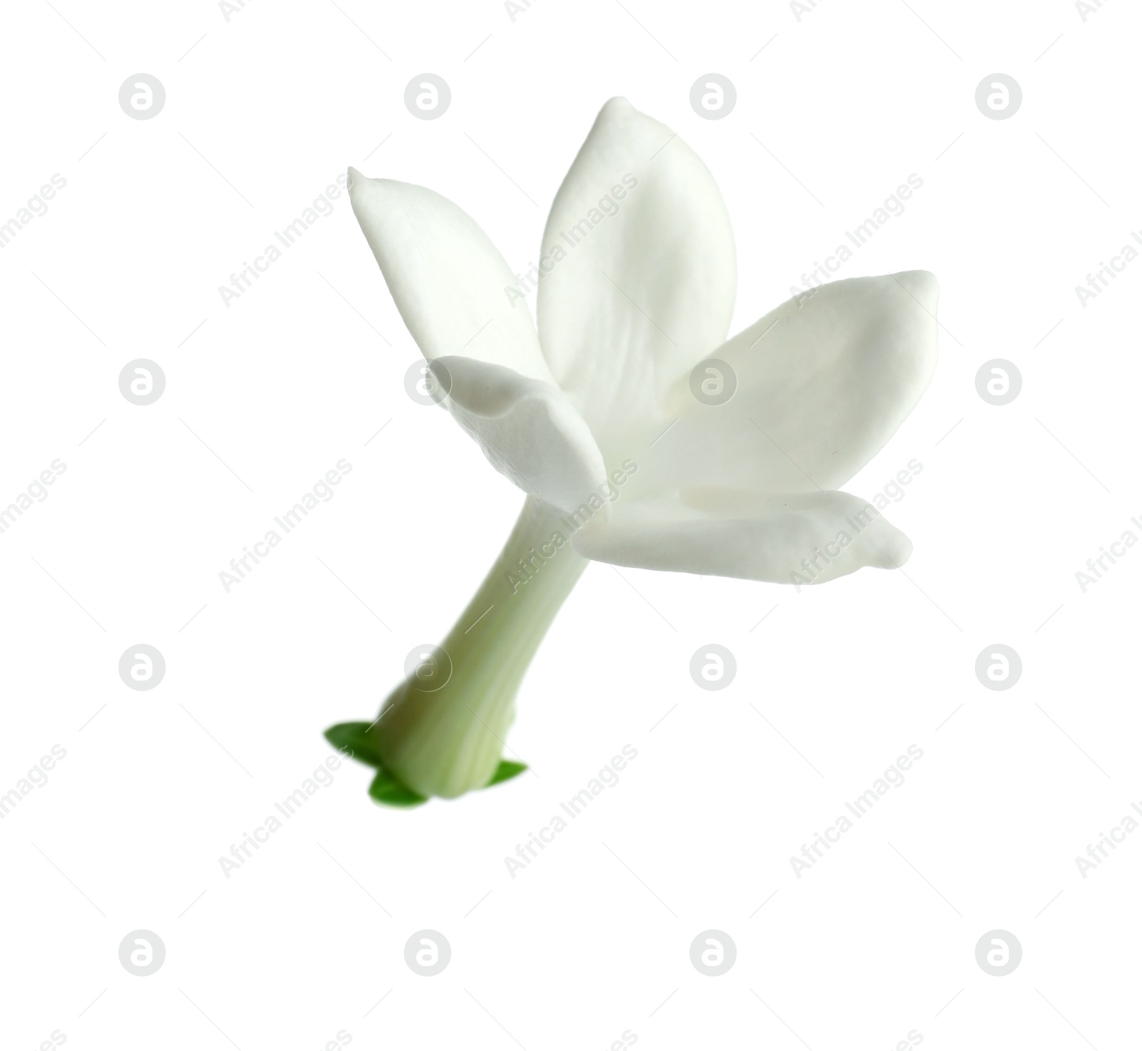 Beautiful aromatic jasmine flower isolated on white Photo of Beautiful aromatic jasmine flower isolated on white