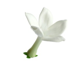 Photo of Beautiful aromatic jasmine flower isolated on white