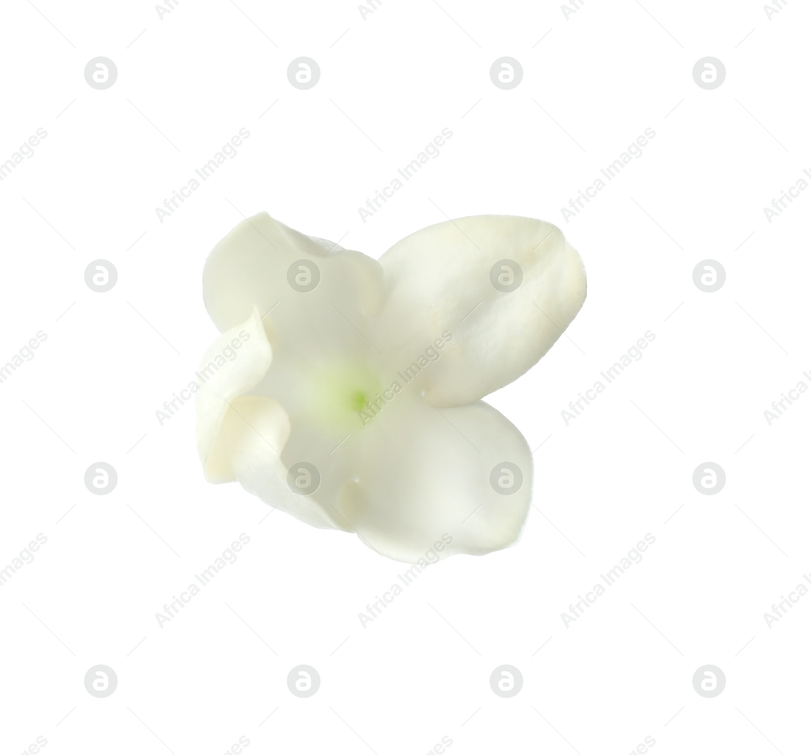 Beautiful aromatic jasmine flower isolated on white Photo of Beautiful aromatic jasmine flower isolated on white