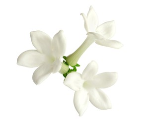 Photo of Beautiful aromatic jasmine flowers isolated on white