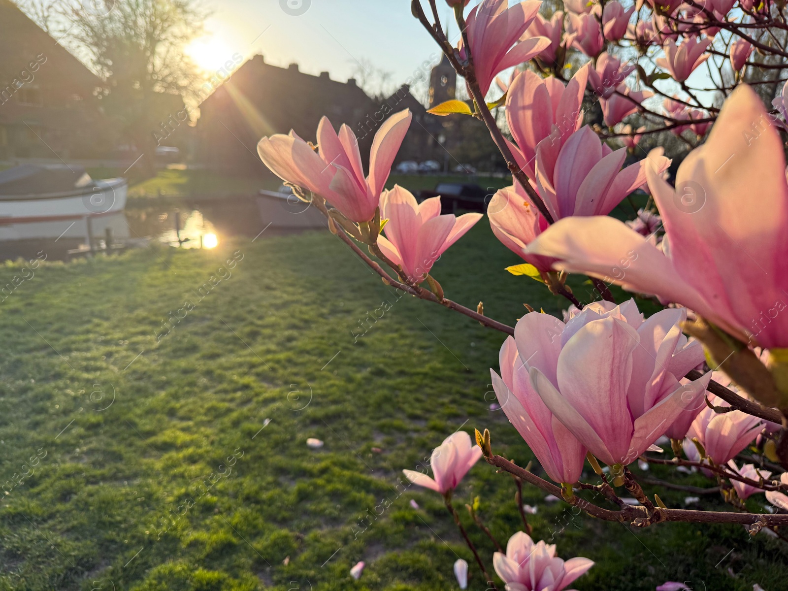 Magnolia tree with beautiful pink flowers outdoors, closeup. Space for text Photo of Magnolia tree with beautiful pink flowers outdoors, closeup. Space for text