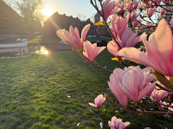 Photo of Magnolia tree with beautiful pink flowers outdoors, closeup. Space for text