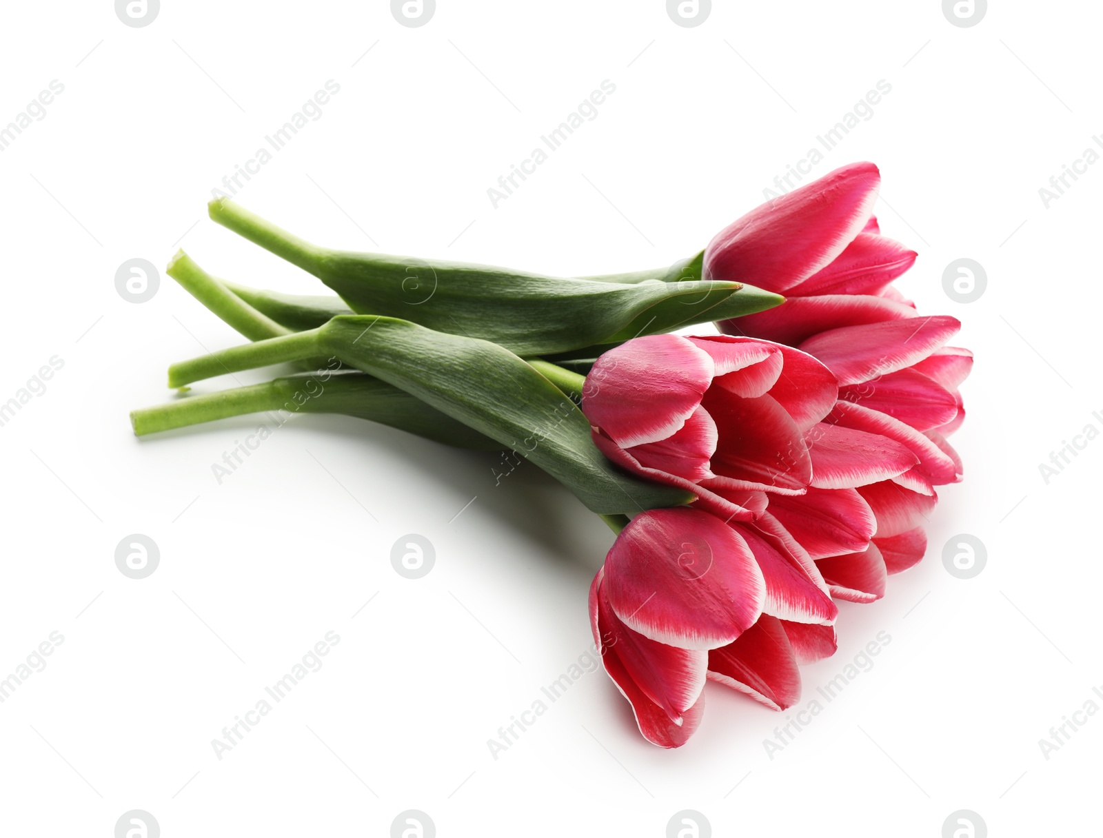 Beautiful pink tulip flowers on white background Photo of Beautiful pink tulip flowers on white background