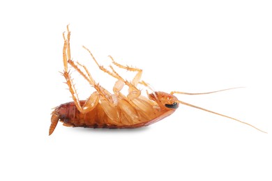 Photo of One cockroach on white background. Pest control