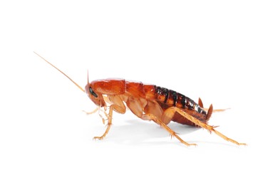 Photo of One cockroach on white background. Pest control