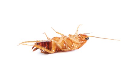 Photo of One cockroach on white background. Pest control