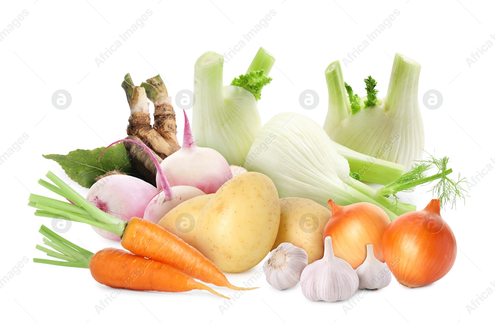 Different root vegetables isolated on white. Onion, garlic and fennel bulbs, carrots, turnips, potatoes, horseradish roots Image of Different root vegetables isolated on white. Onion, garlic and fennel bulbs, carrots, turnips, potatoes, horseradish roots