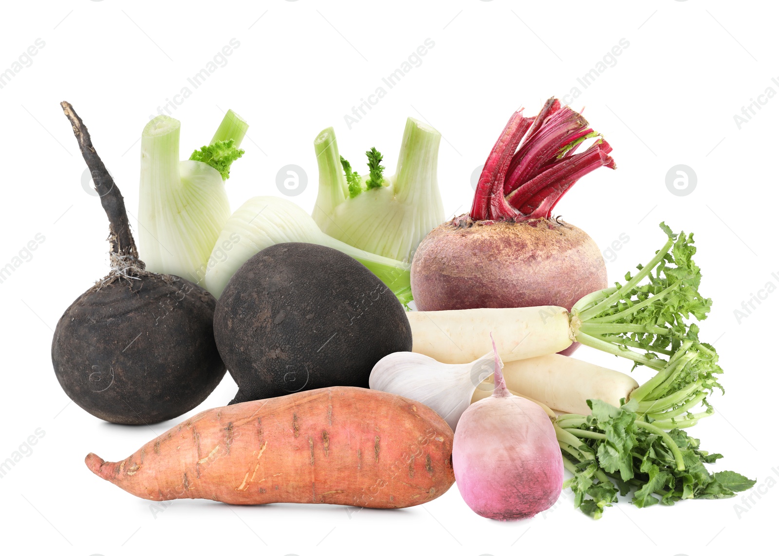Different root vegetables isolated on white. Turnips, fennel and garlic bulbs, sweet potato, beet Image of Different root vegetables isolated on white. Turnips, fennel and garlic bulbs, sweet potato, beet