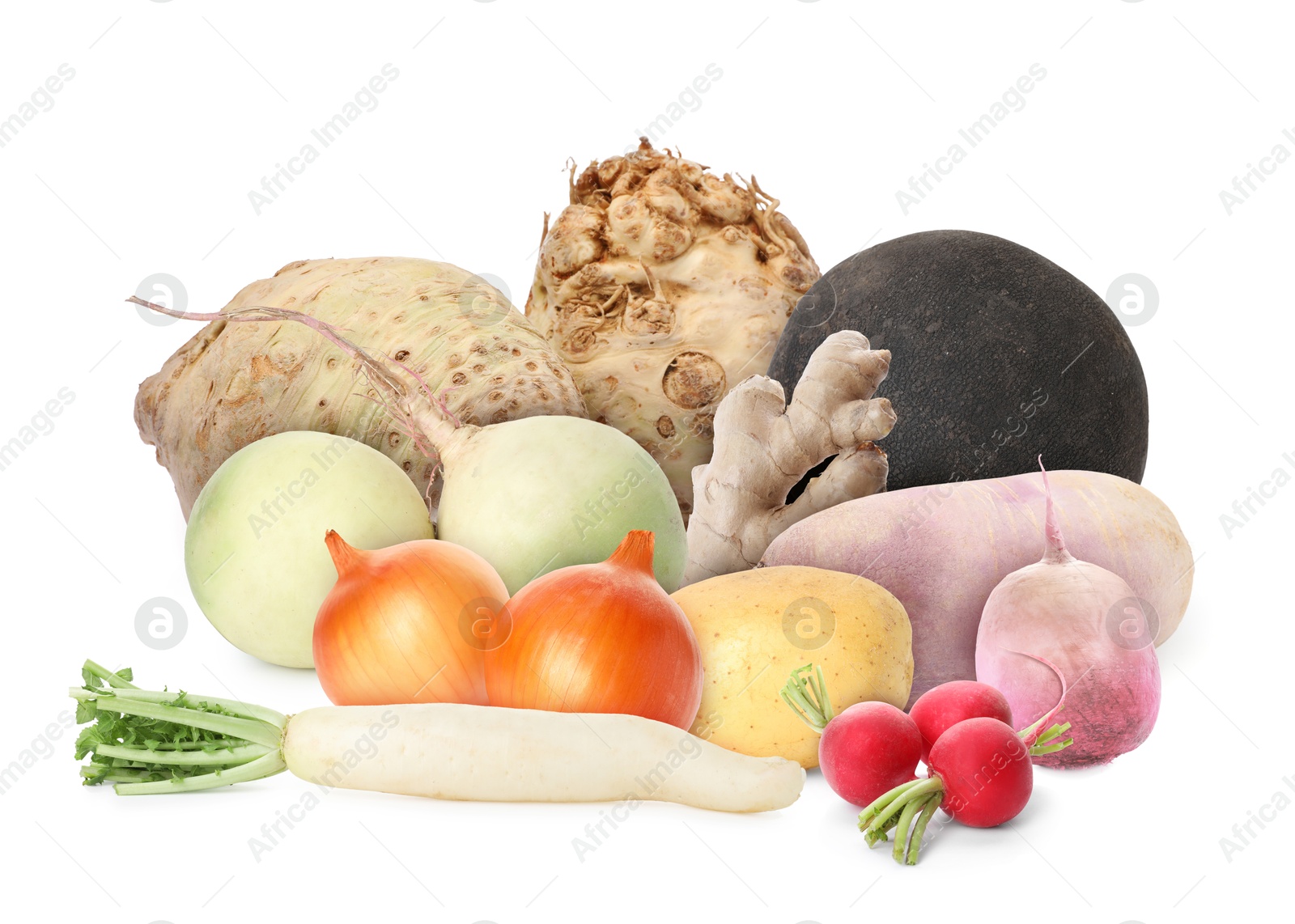 Different root vegetables isolated on white. Onion bulbs, radishes, potato, turnips, celery roots, ginger Image of Different root vegetables isolated on white. Onion bulbs, radishes, potato, turnips, celery roots, ginger