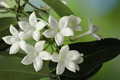 Photo of Beautiful jasmine plant with flowers on blurred background, closeup