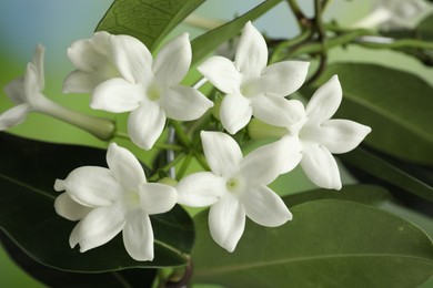 Photo of Beautiful jasmine plant with flowers on blurred background, closeup