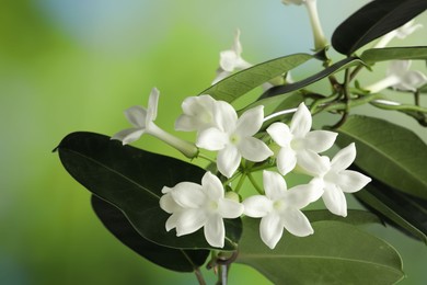 Photo of Beautiful jasmine plant with flowers on blurred background, closeup