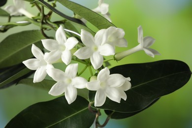 Photo of Beautiful jasmine plant with flowers on blurred background, closeup