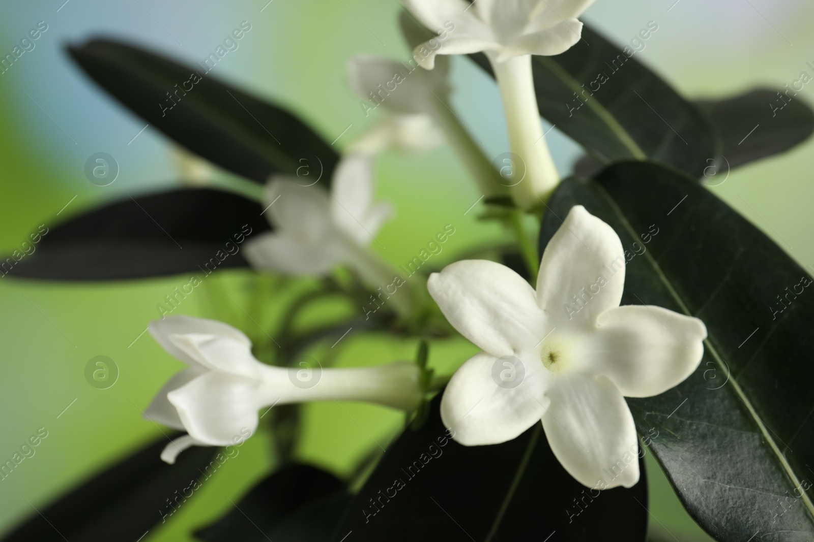 Beautiful jasmine plant with flowers on blurred background, closeup Photo of Beautiful jasmine plant with flowers on blurred background, closeup