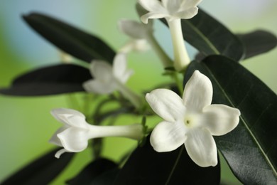 Photo of Beautiful jasmine plant with flowers on blurred background, closeup