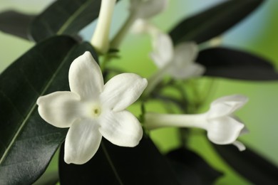 Photo of Beautiful jasmine plant with flowers on blurred background, closeup