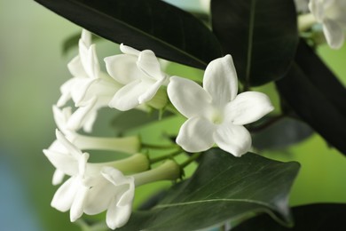 Photo of Beautiful jasmine plant with flowers on blurred background, closeup