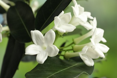 Photo of Beautiful jasmine plant with flowers on blurred background, closeup