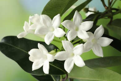 Photo of Beautiful jasmine plant with flowers on blurred background, closeup
