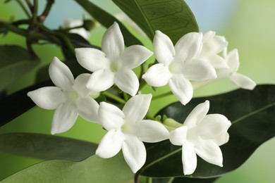 Photo of Beautiful jasmine plant with flowers on blurred background, closeup