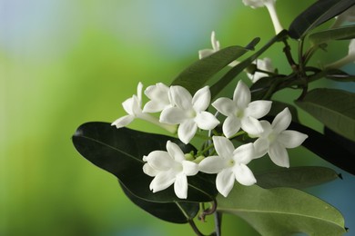 Photo of Beautiful jasmine plant with flowers on blurred background, closeup